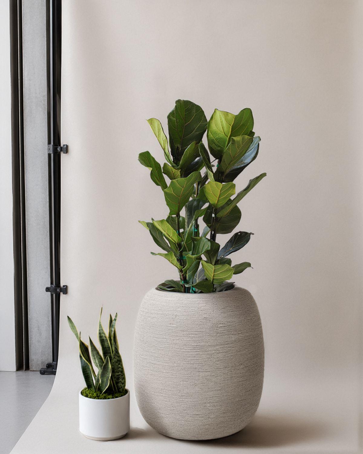 Fiddle Leaf Fig Bush