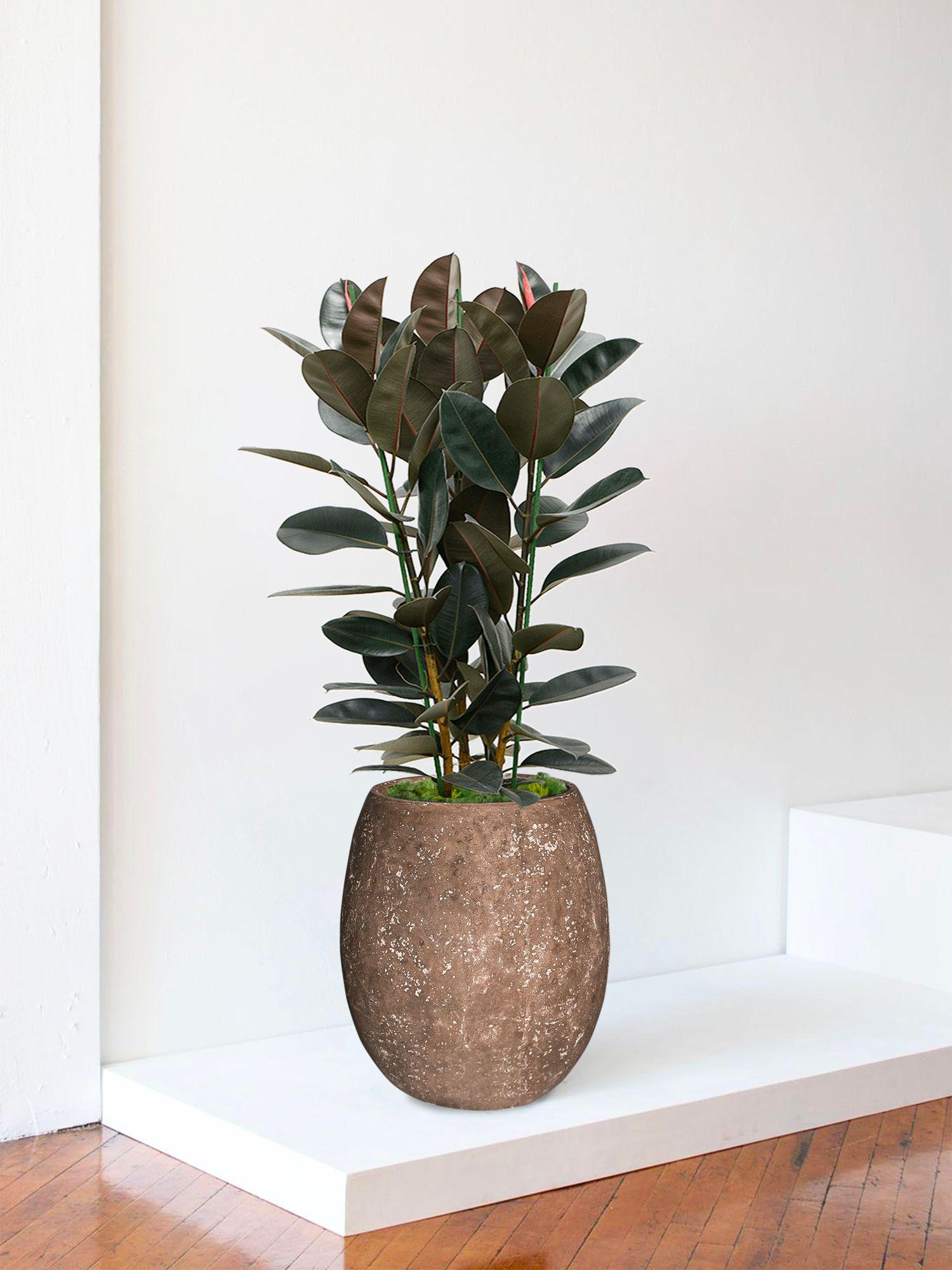 Ficus Elastica Abidjan