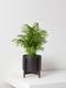 Parlor Palm