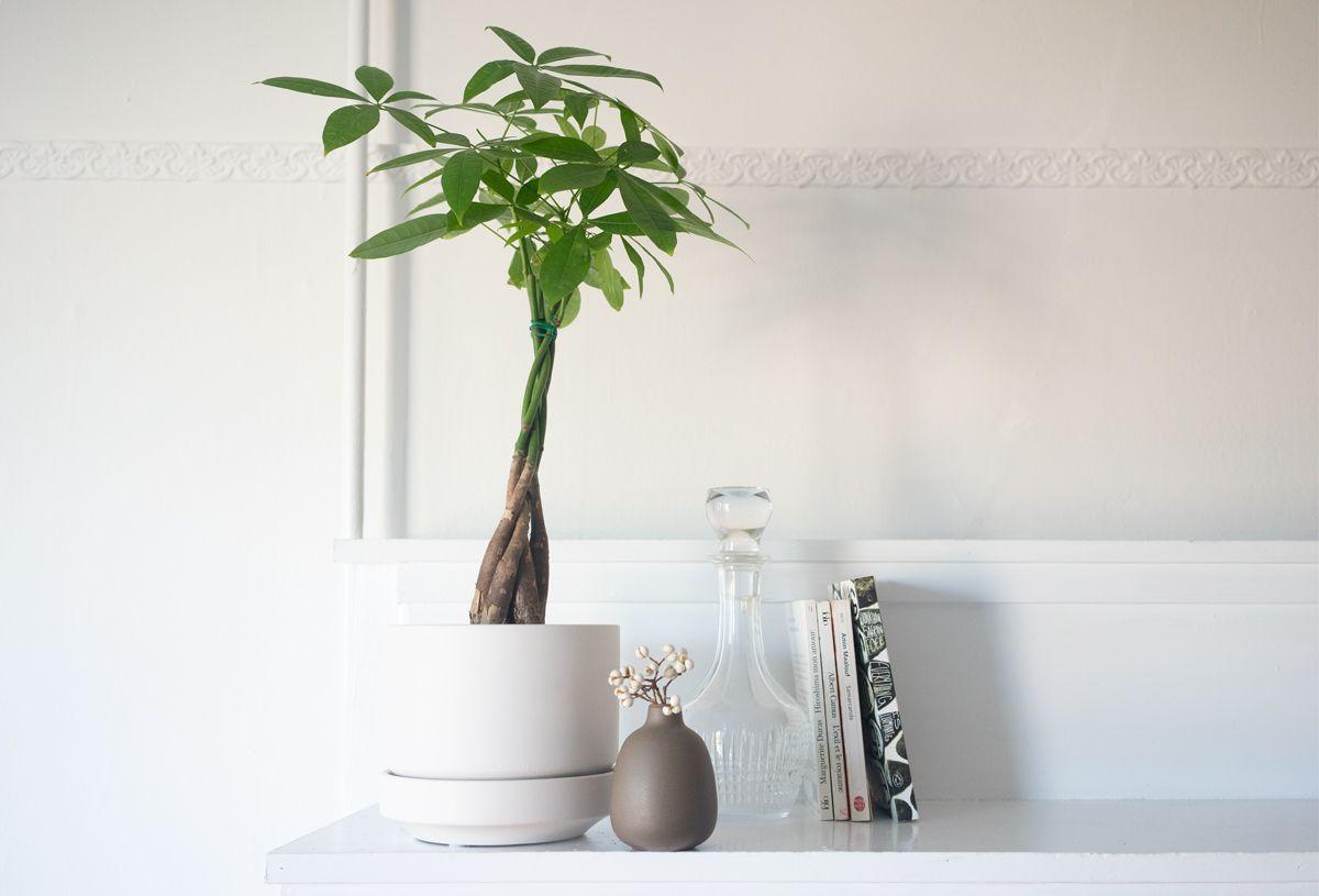 Braided Money Tree - Scandinavian