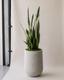 Black Coral Snake Plant