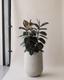 Rubber Tree