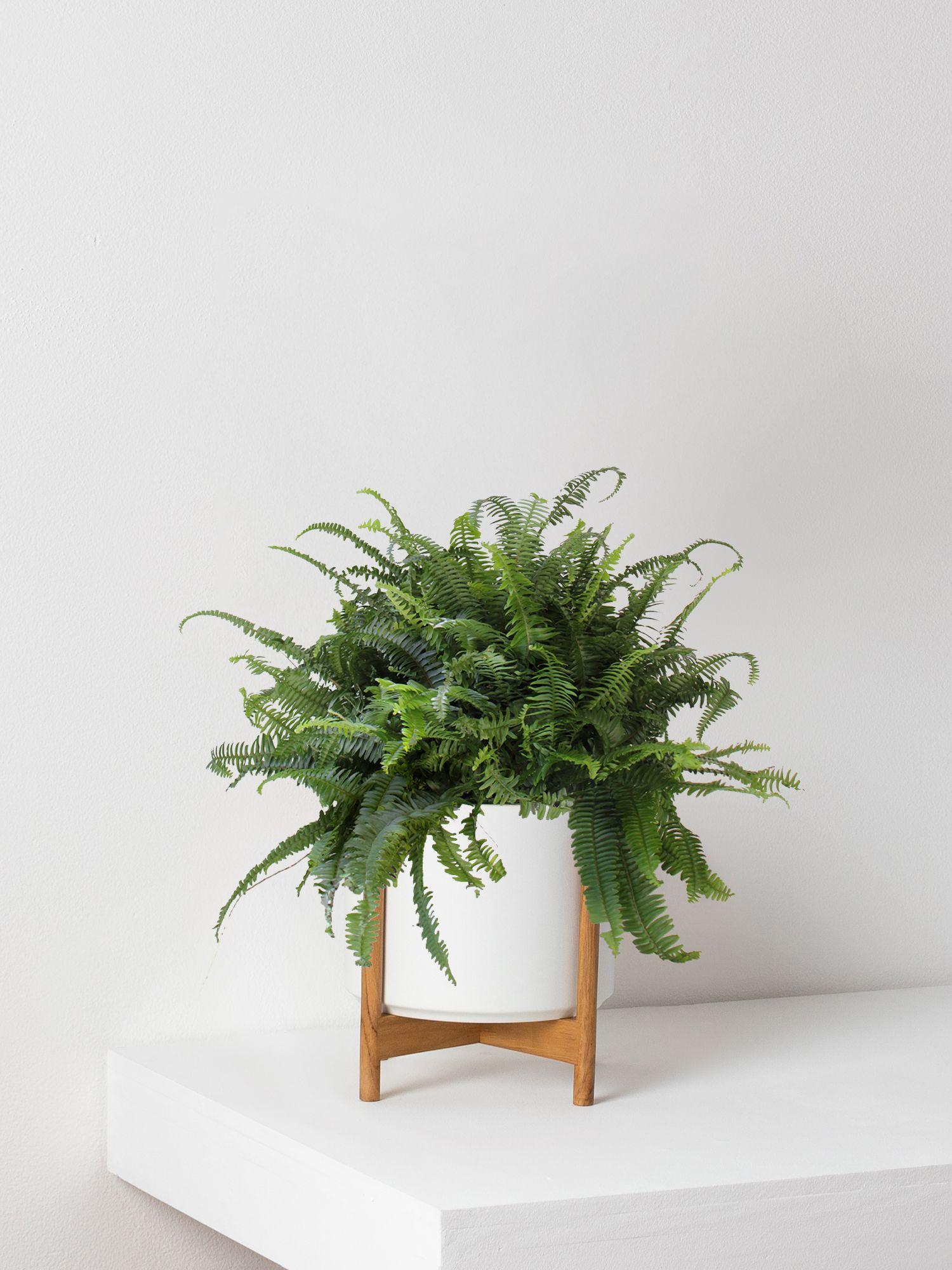 Boston Fern - White Mid-Century Ceramic & Light Wood Stand 
