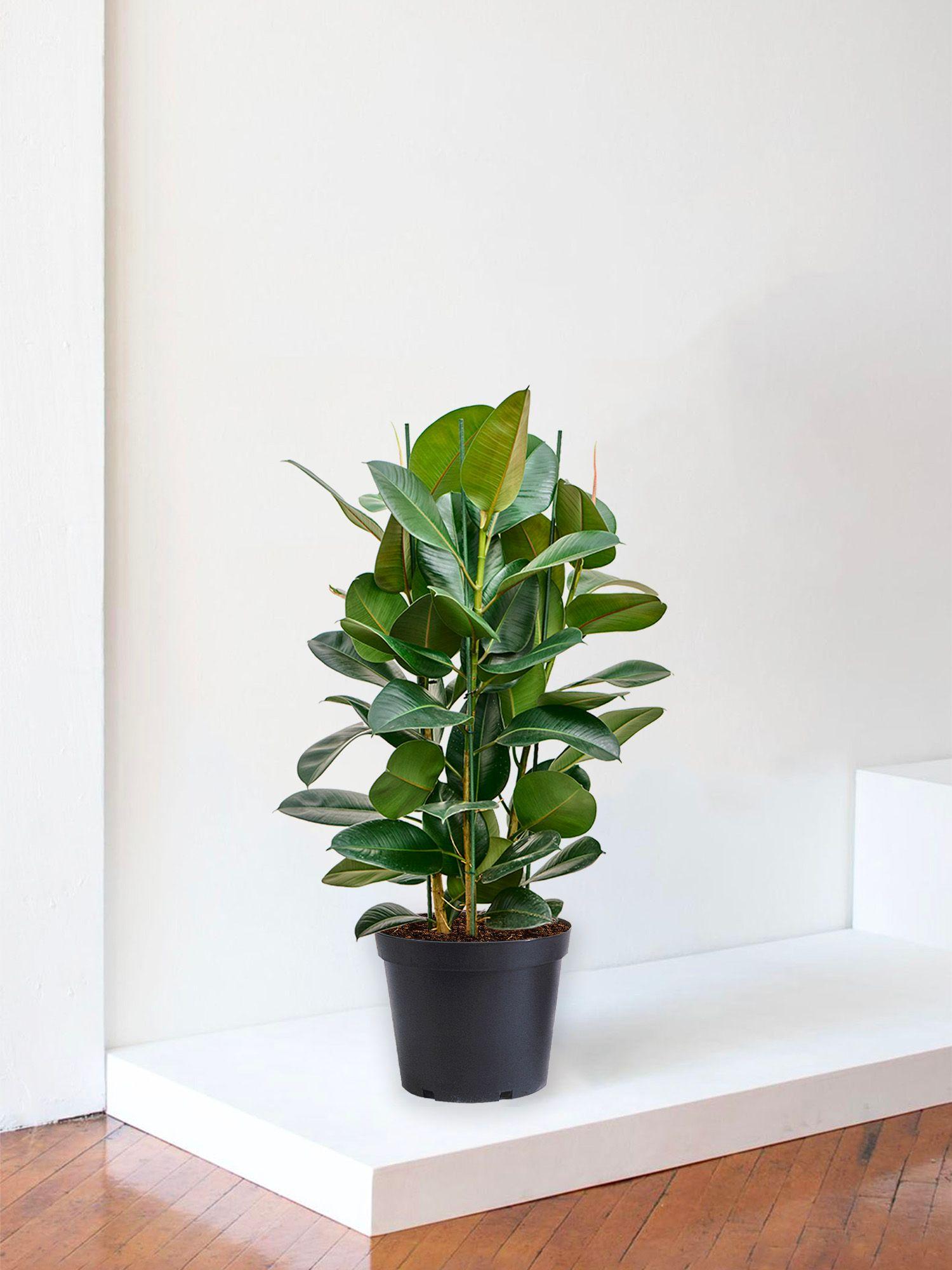Ficus Elastica Robusta - Pot Horticole - L 28cm 