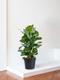 Rubber Tree Robusta