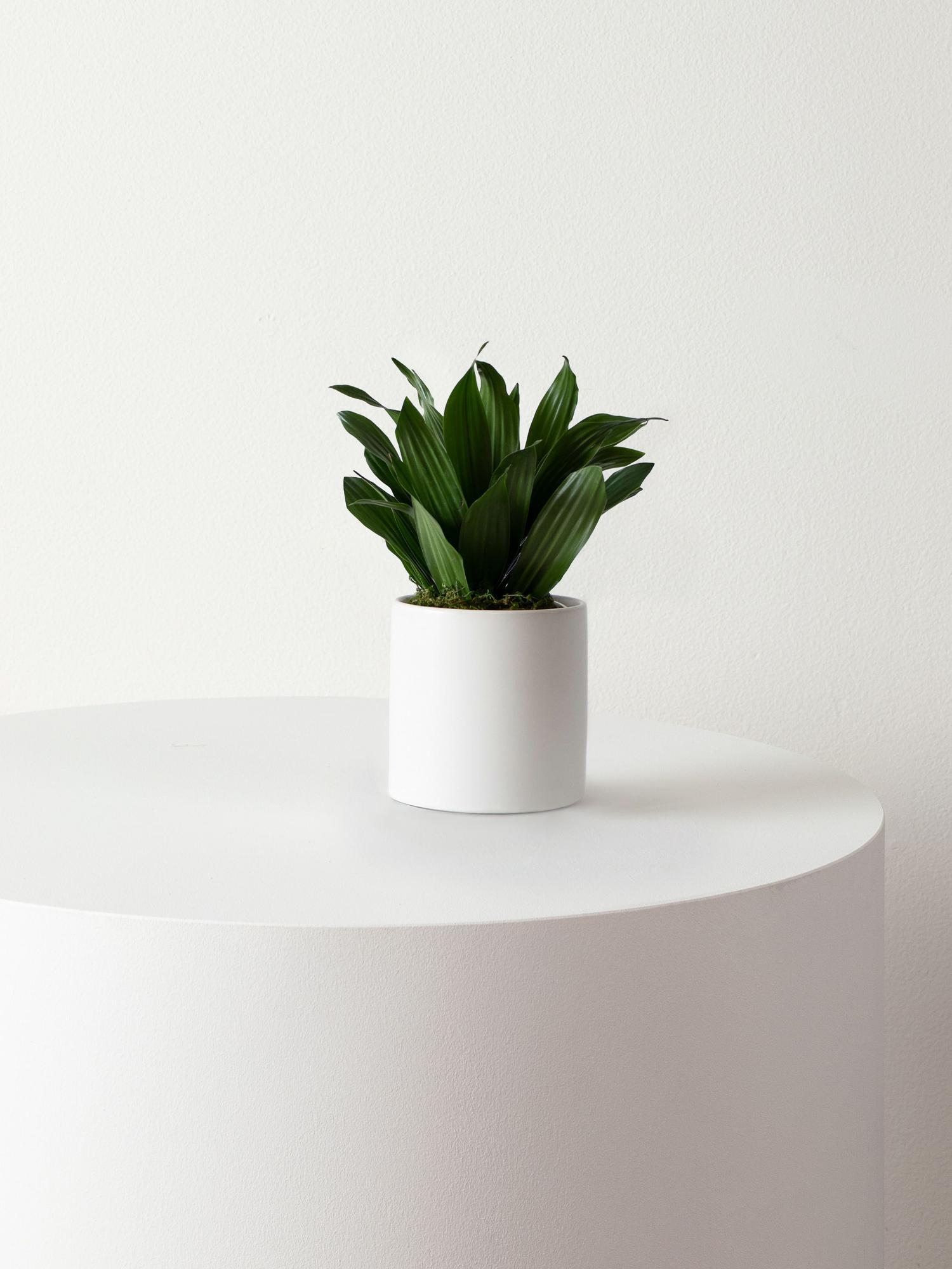 dracaena-compacta-white-mid-
