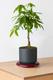Braided Money Tree