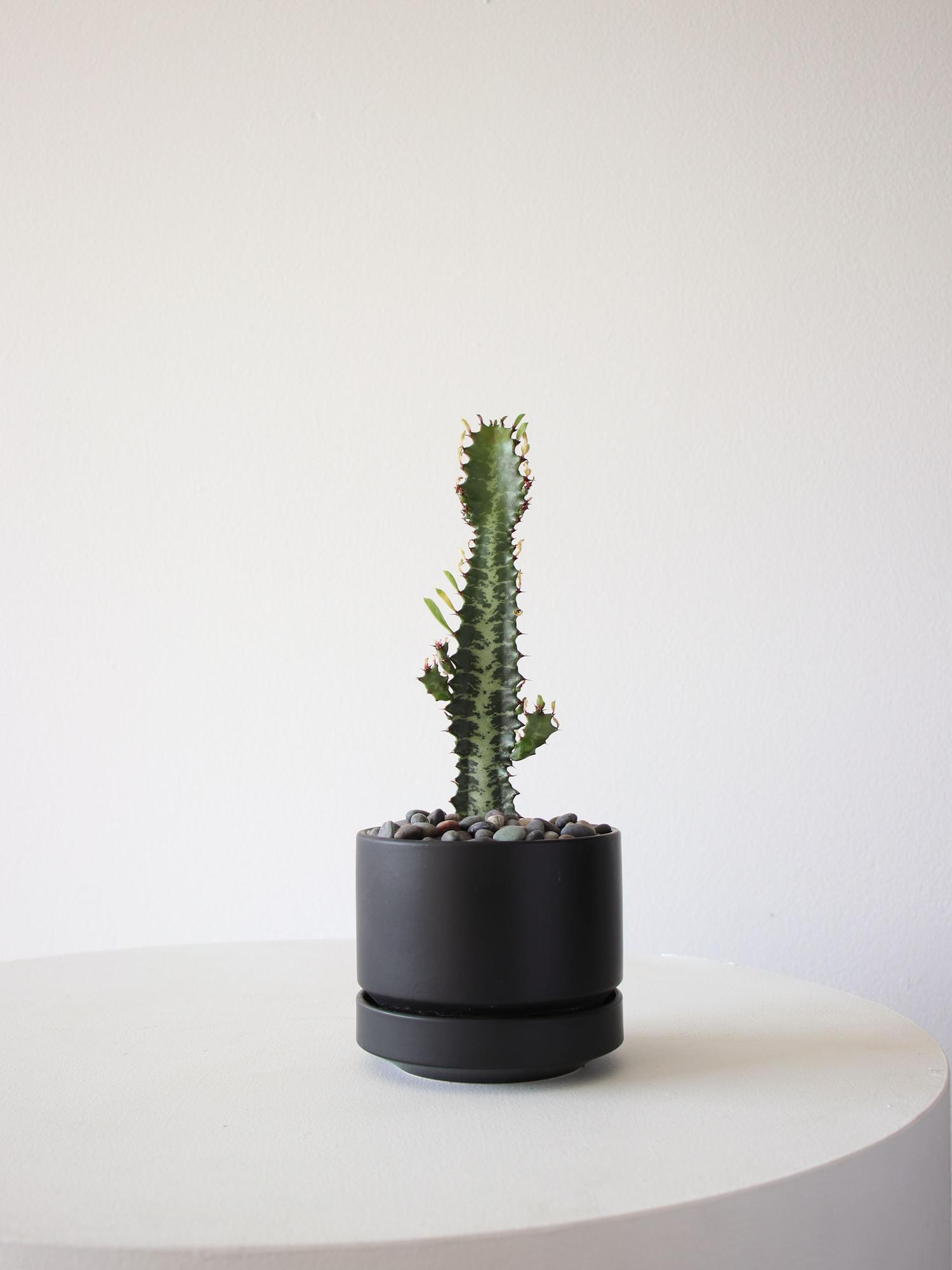 Euphorbia Trigona