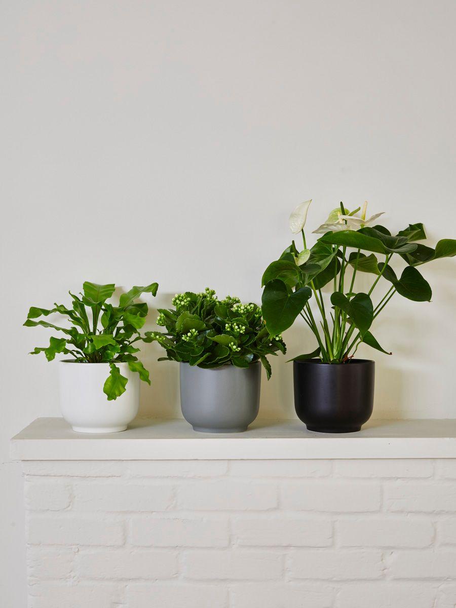 Queen Anthurium - Nouvelle