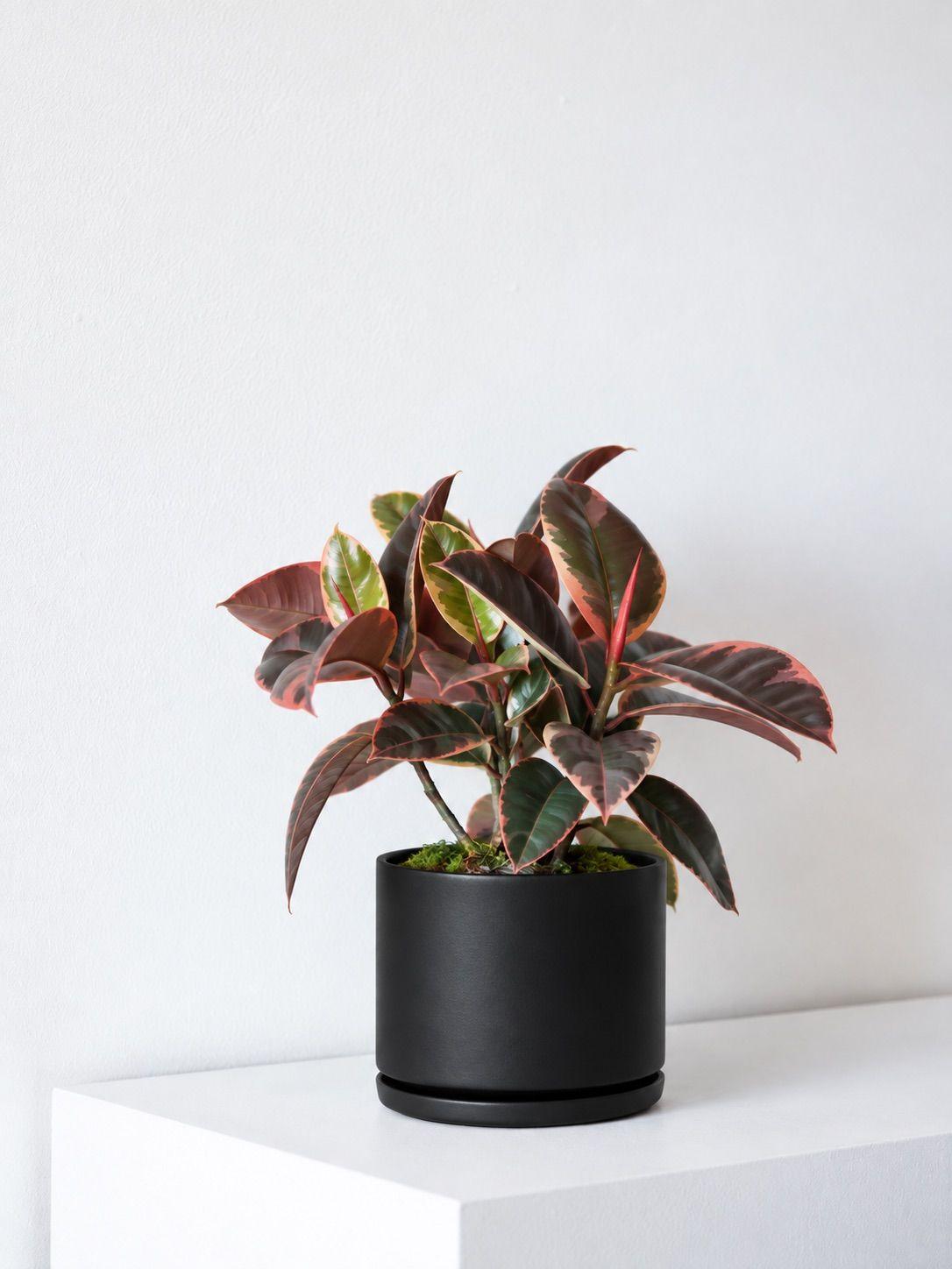 Ruby Rubber Plant