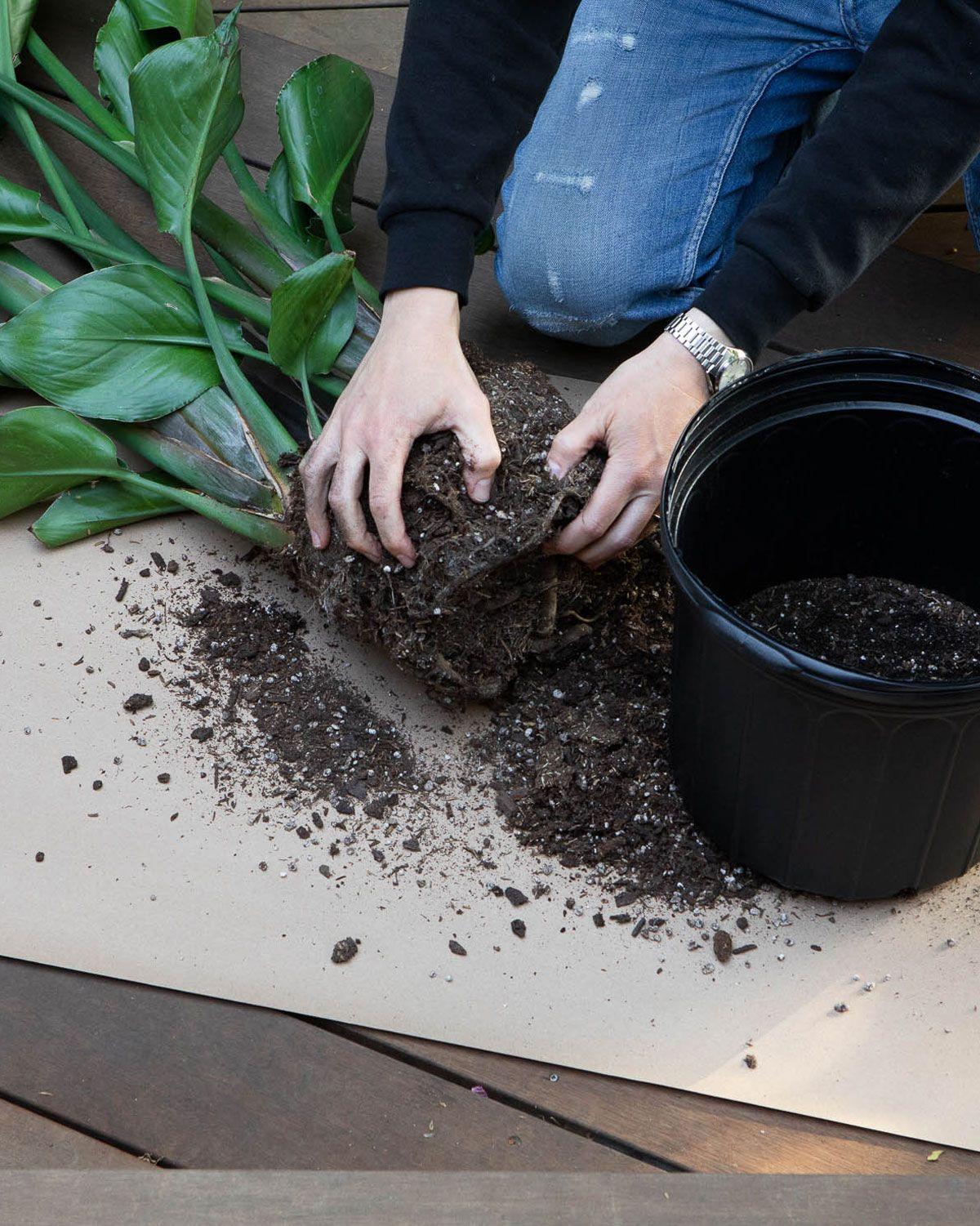 Deluxe Repotting Kit