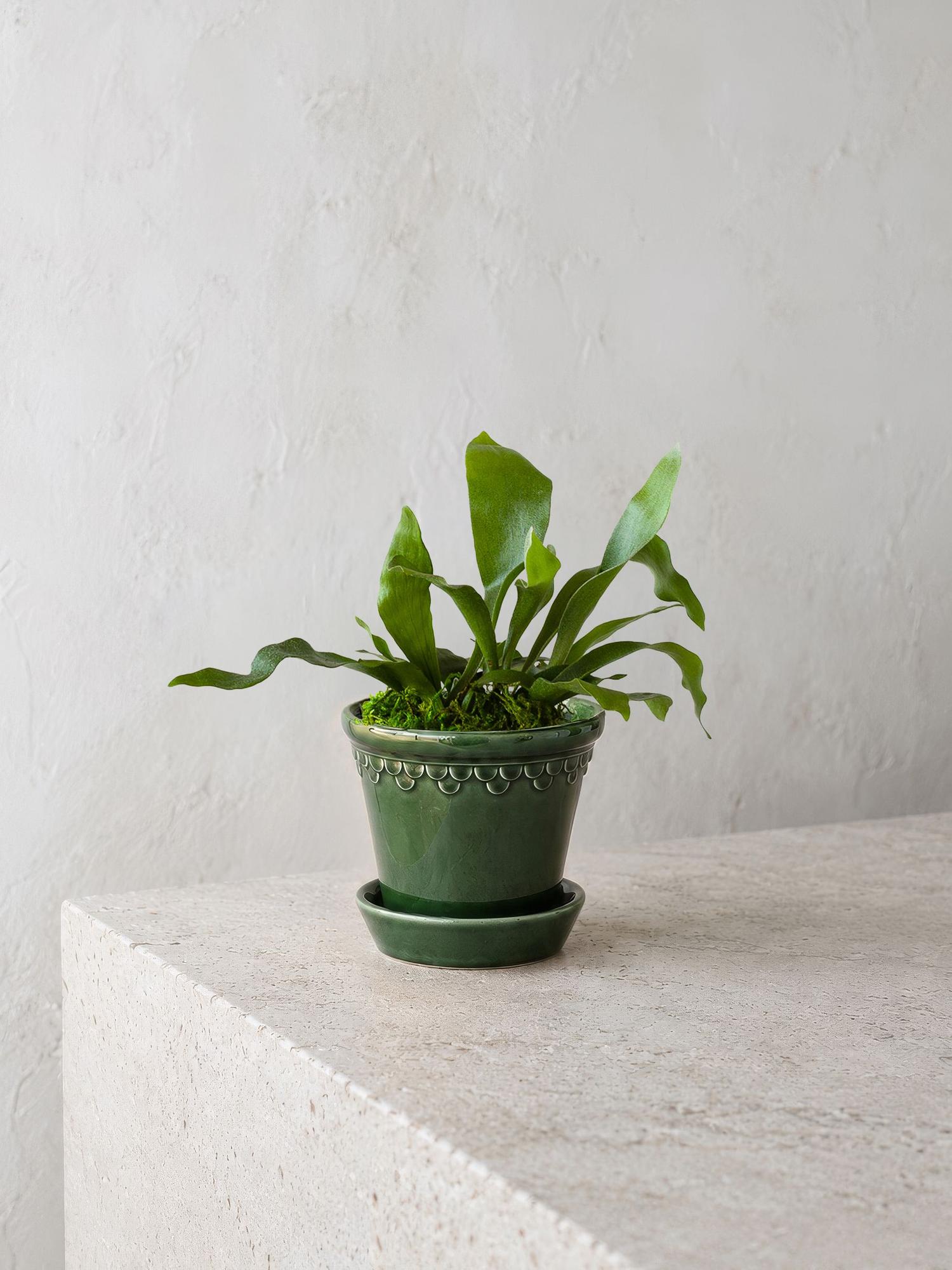 Staghorn Fern