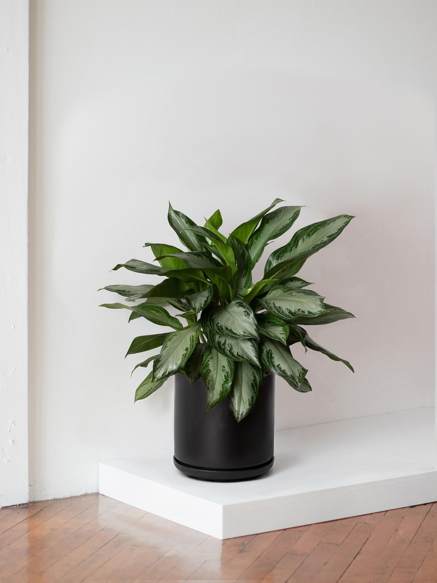 Silver Evergreen