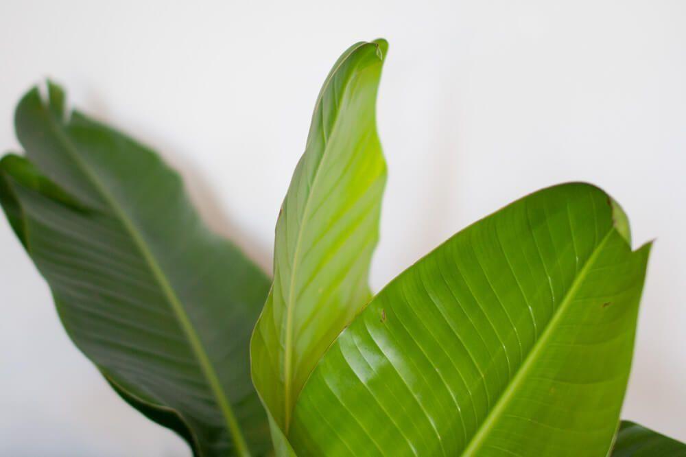Bird of Paradise