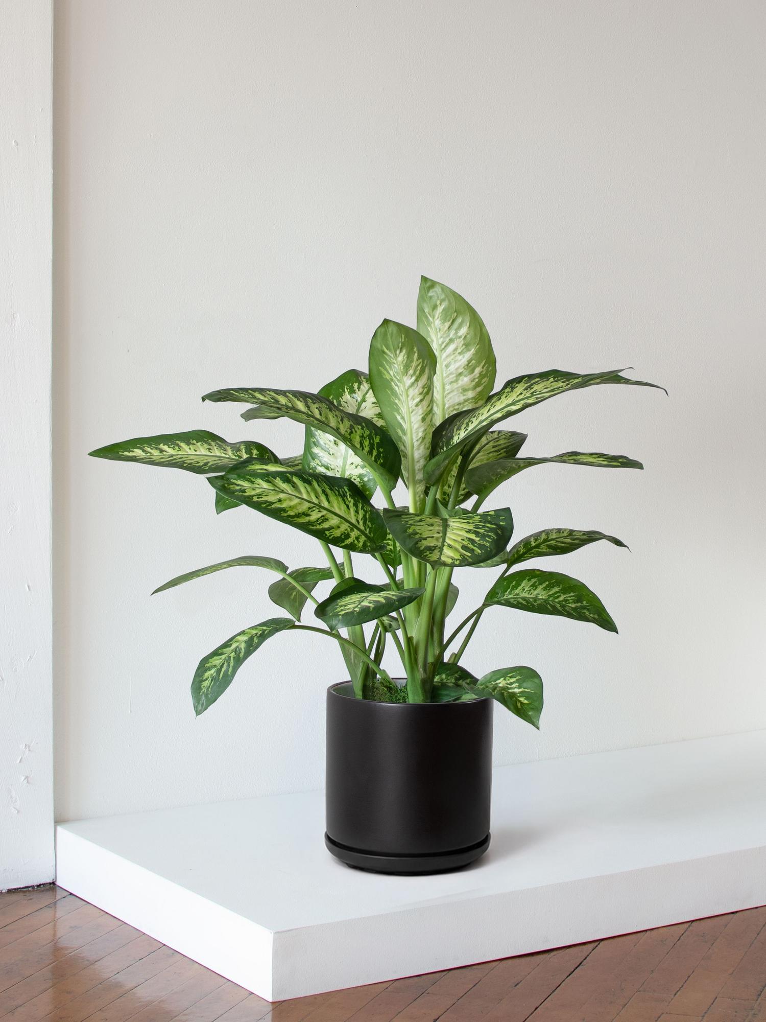 Dieffenbachia