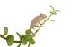 Plant Animal Caméléon