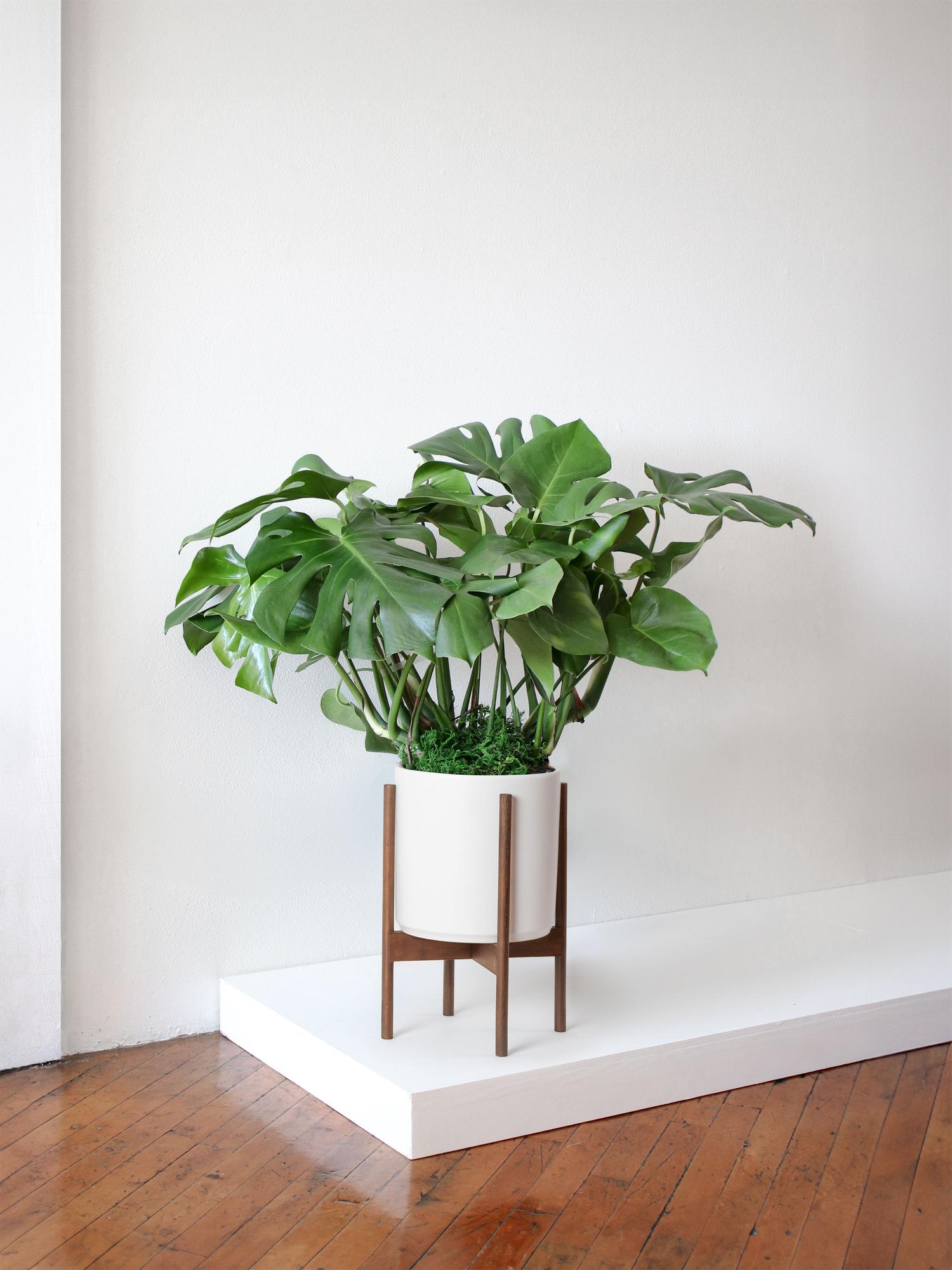 Monstera Deliciosa - White Mid-Century Ceramic & Dark Wood Stand 