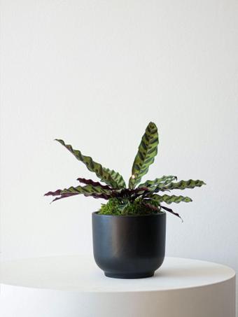 indoor plants picture