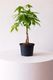 Braided Money Tree