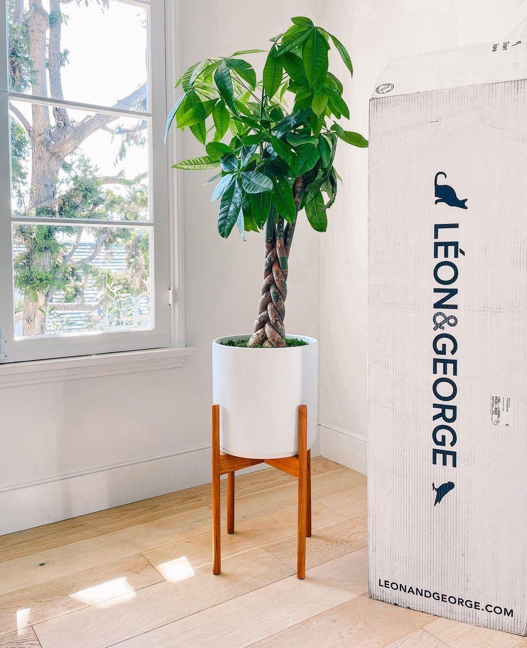 Braided Money Tree
