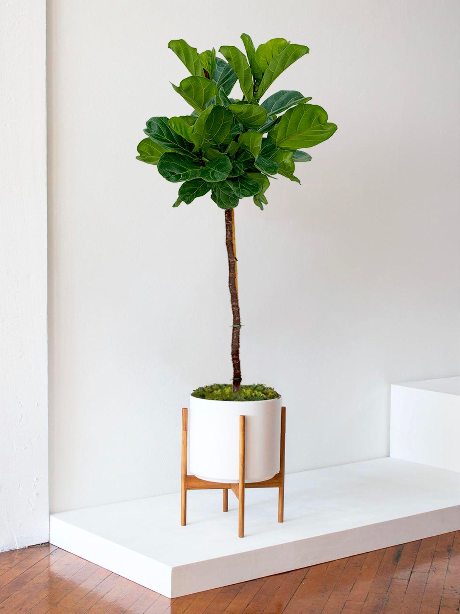 Ficus Lyrata Canopée