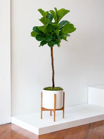 indoor plants picture