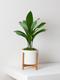 Aspidistra Elatior