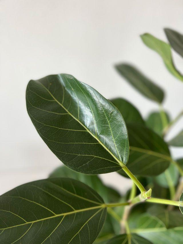 Ficus Audrey