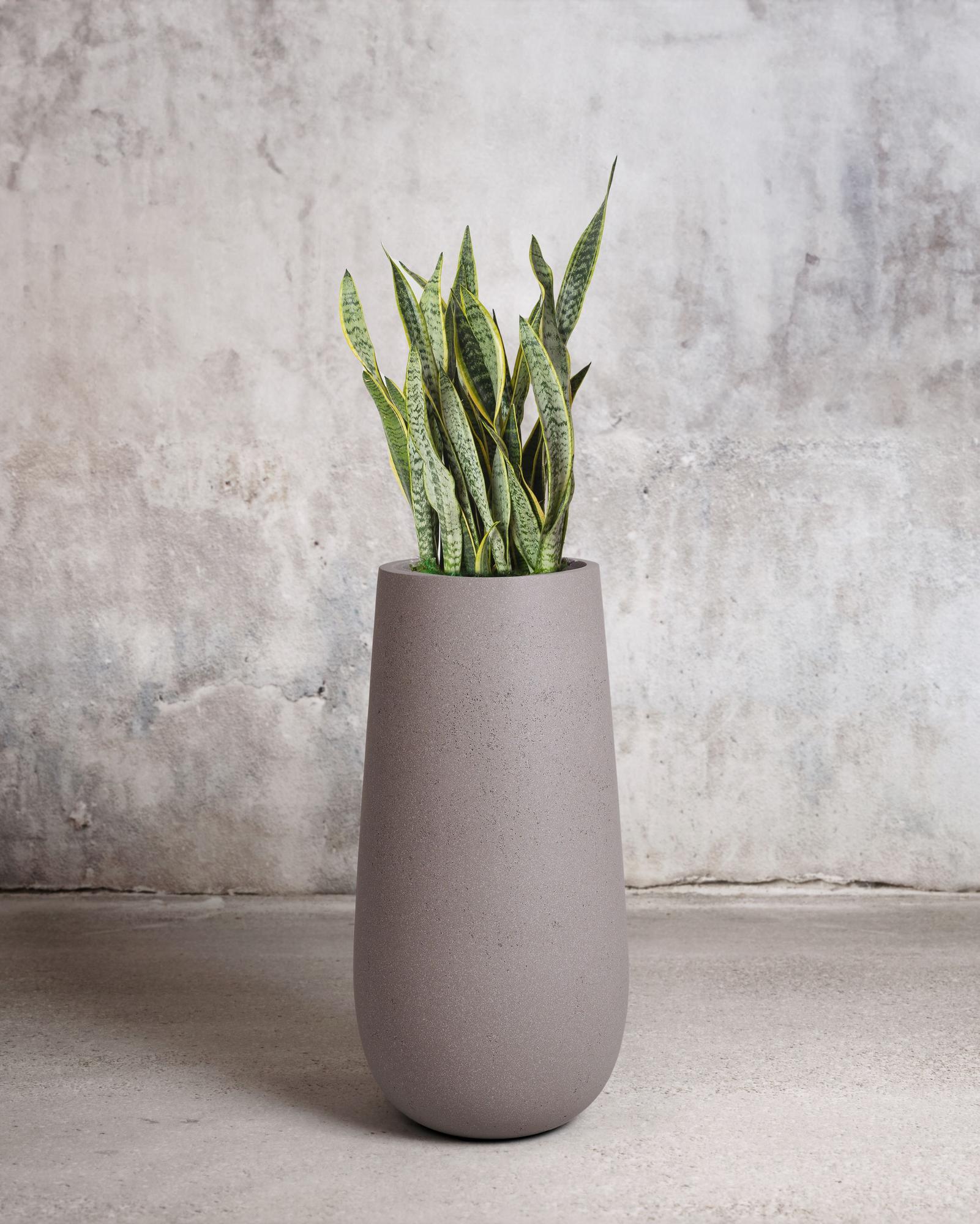 Snake Plant Laurentii - Cement Gray Flute Pot 