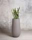 Snake Plant Laurentii