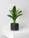 Aspidistra Elatior