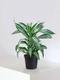 Drachenbaum Fragrans Jade Jewel