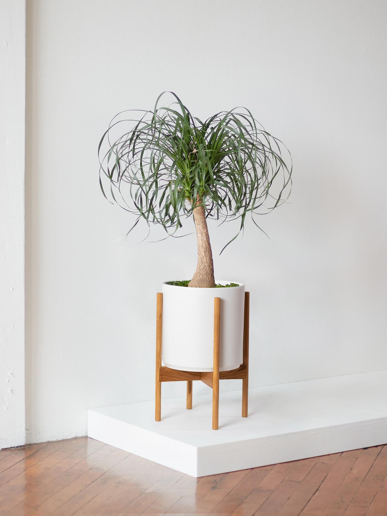 Ponytail Palm - White Mid-Century Ceramic & Light Wood Stand 