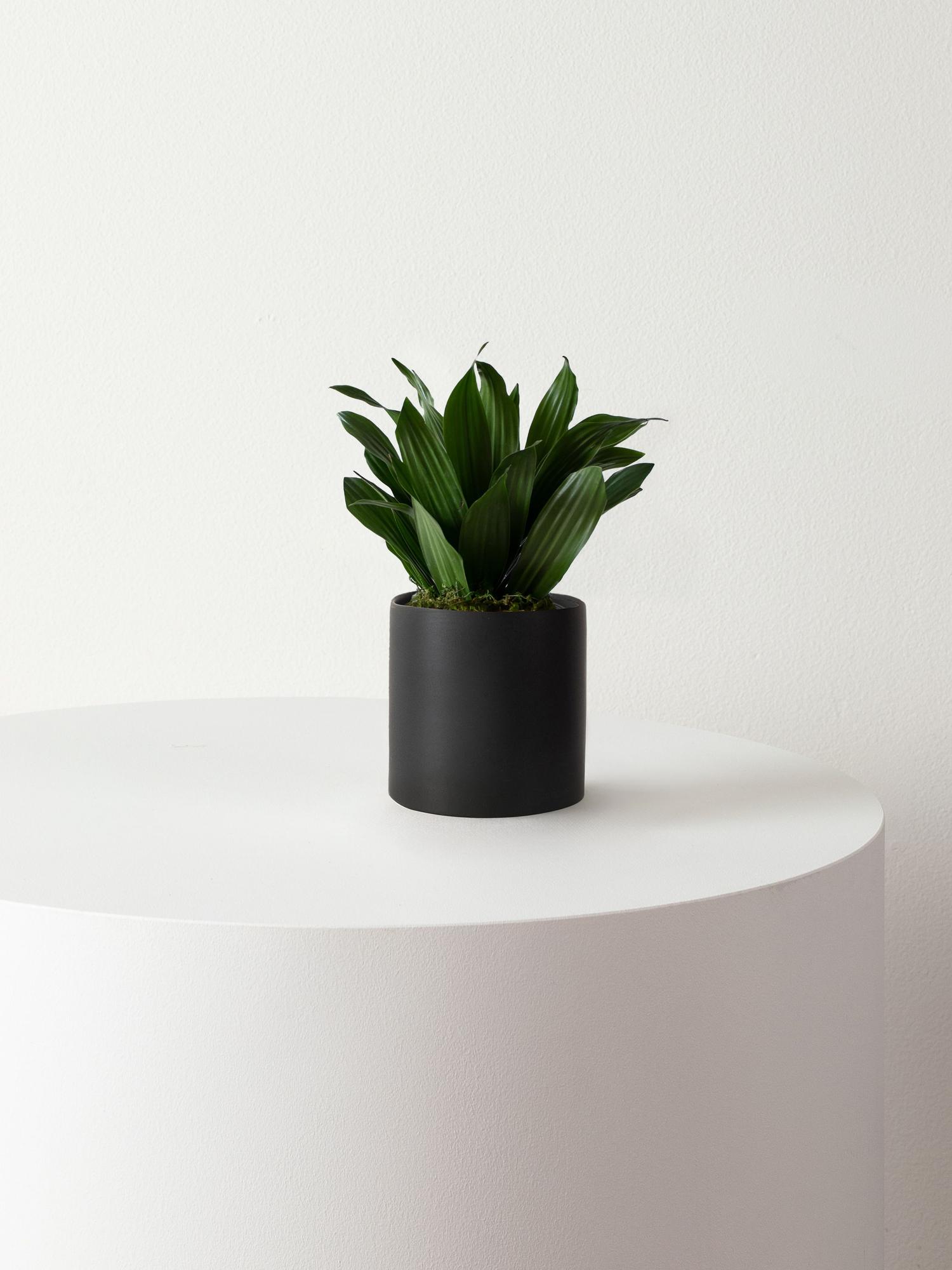 Dracaena Compacta - Black Mid-Century Ceramic 