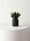 Dracaena Compacta