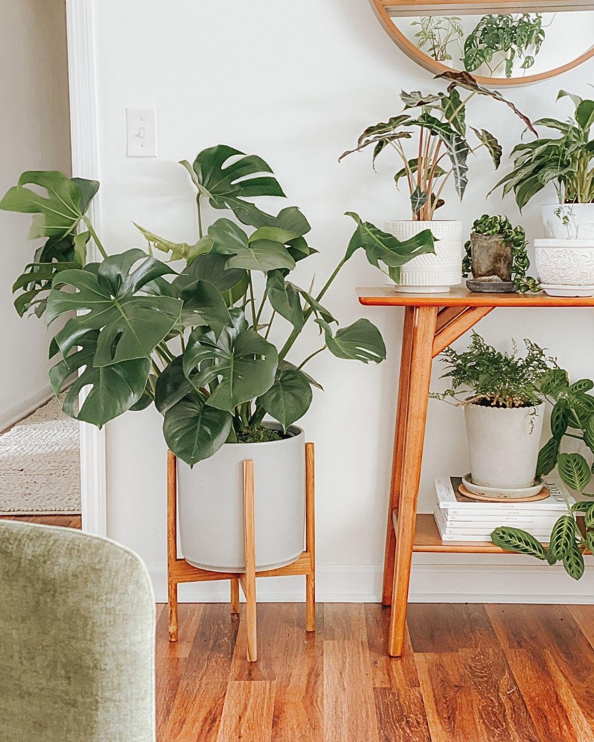 Monstera Deliciosa