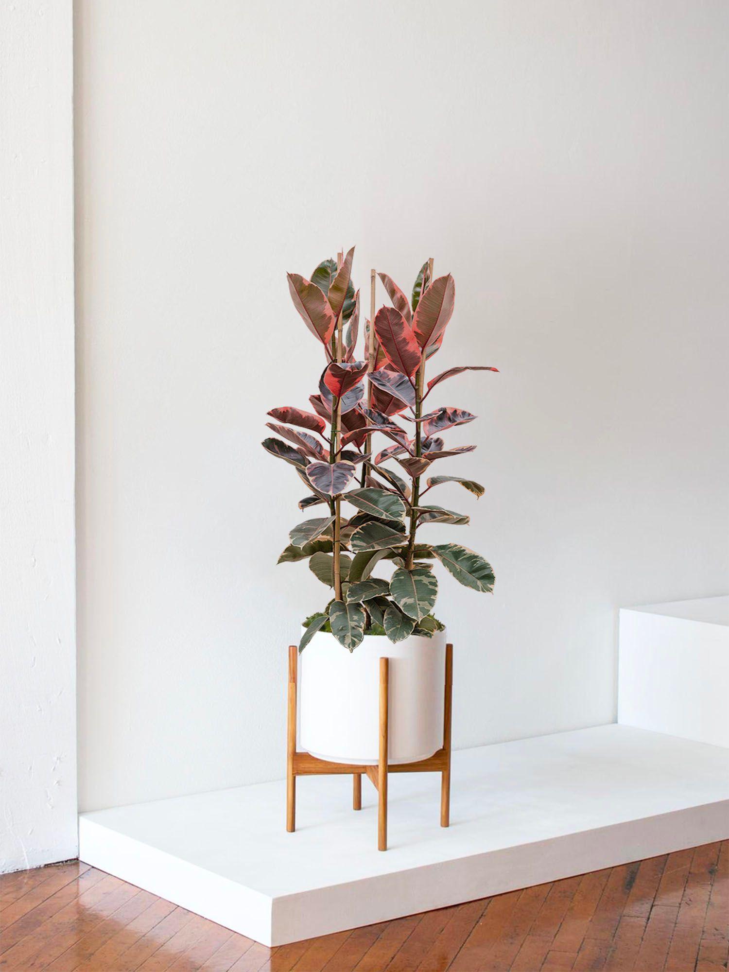 Ficus Elastica Belize