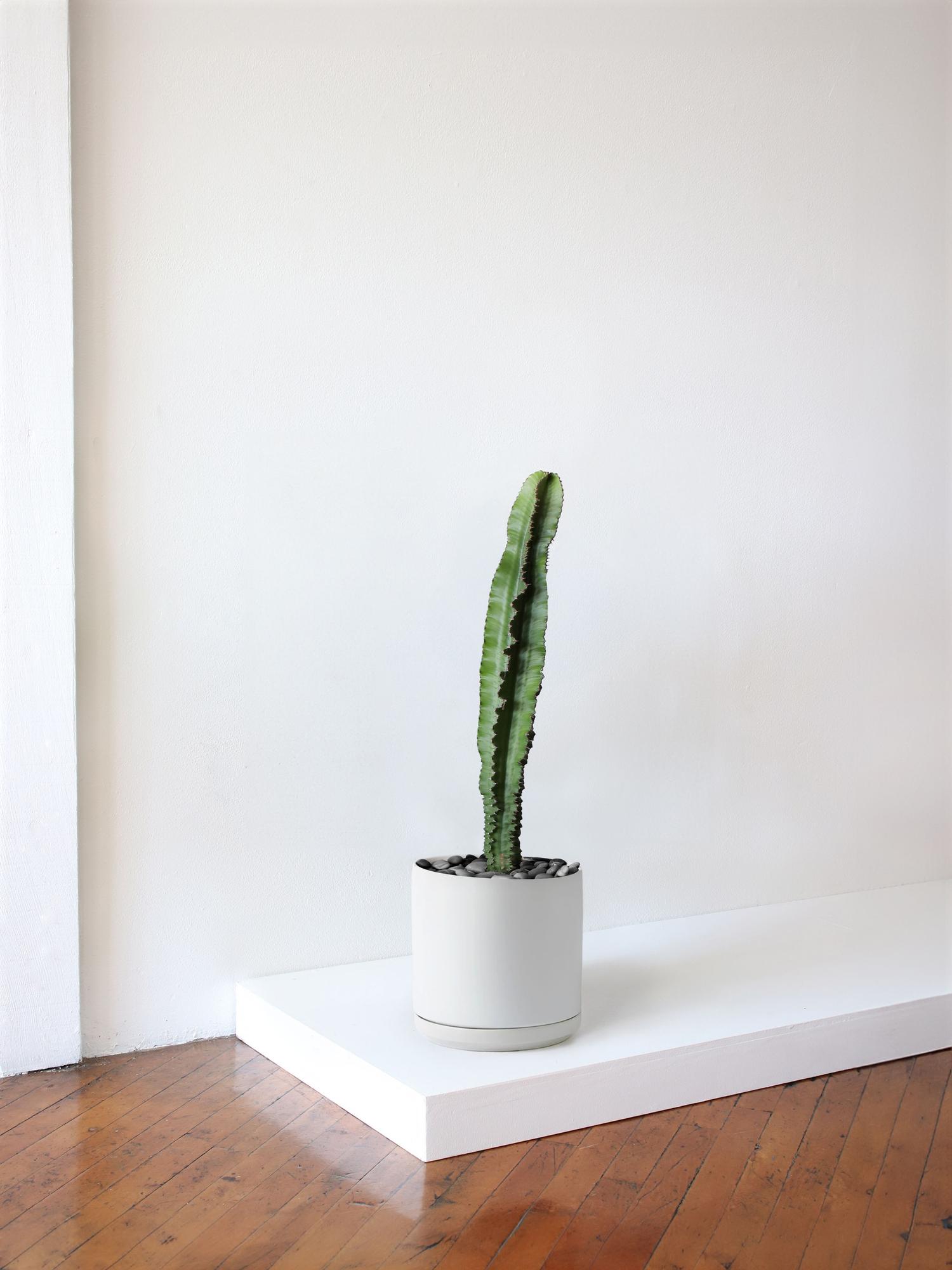 Jade Cactus
