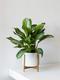 Silver Evergreen