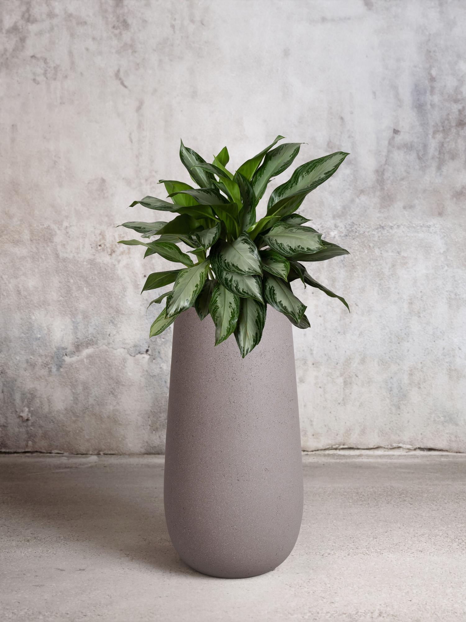 Silver Evergreen - Gray Flute Pot 