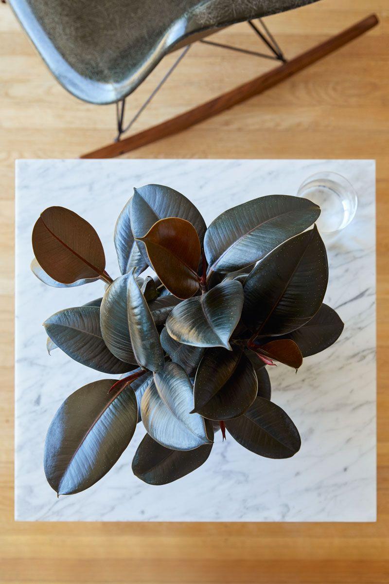 Rubber Plant
