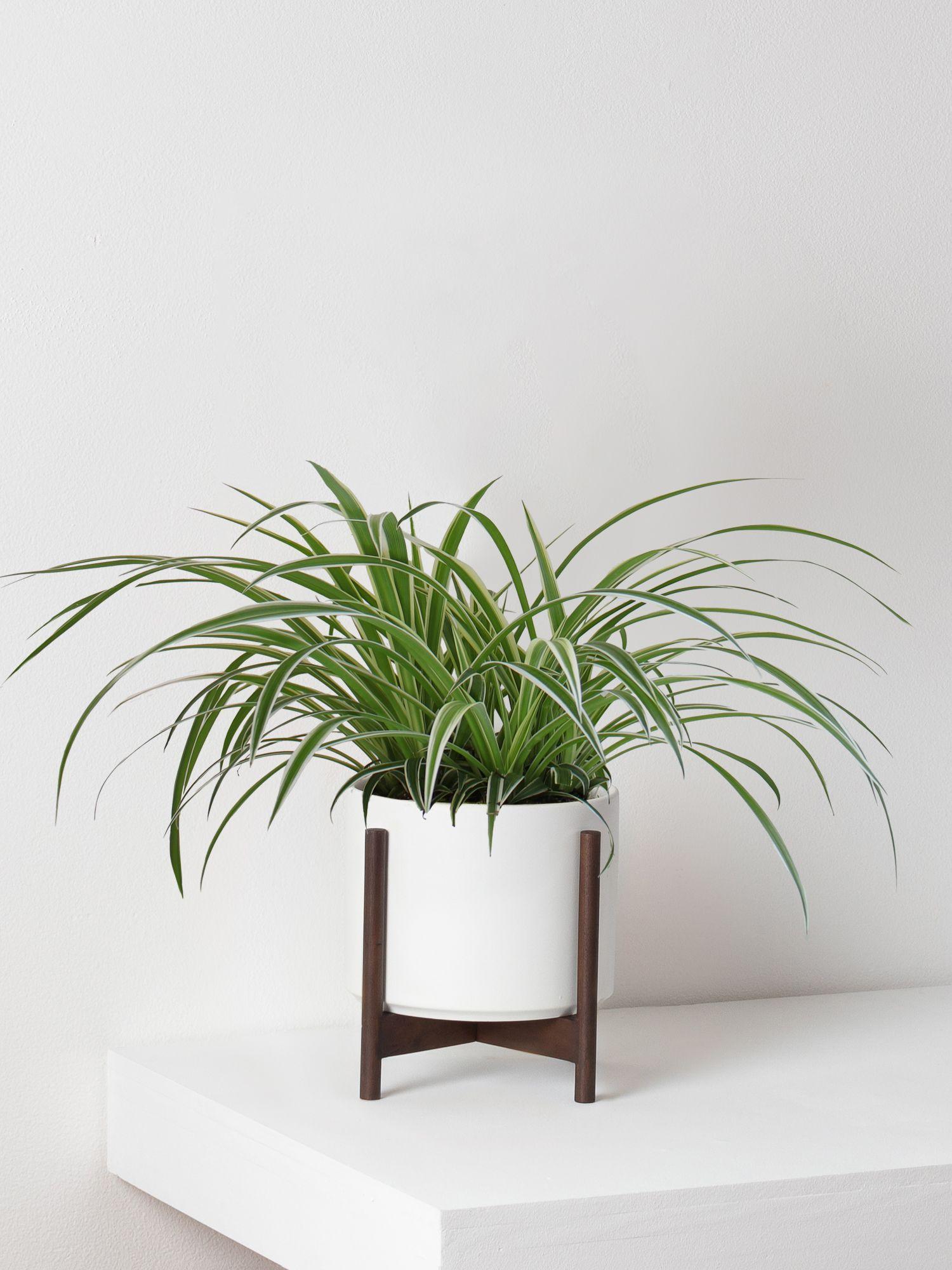 Spider Plant
