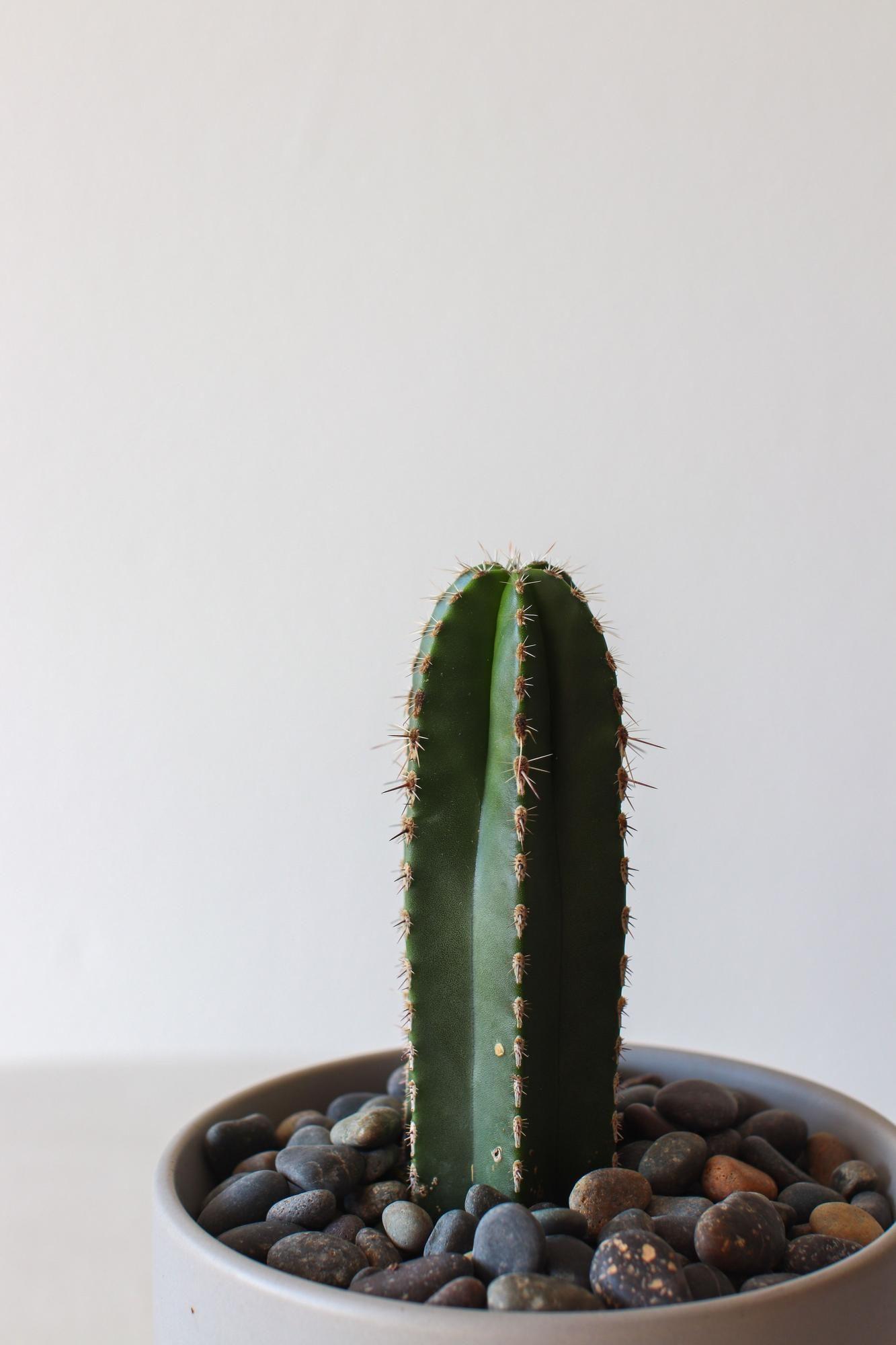 Mexican Fence Post Cactus