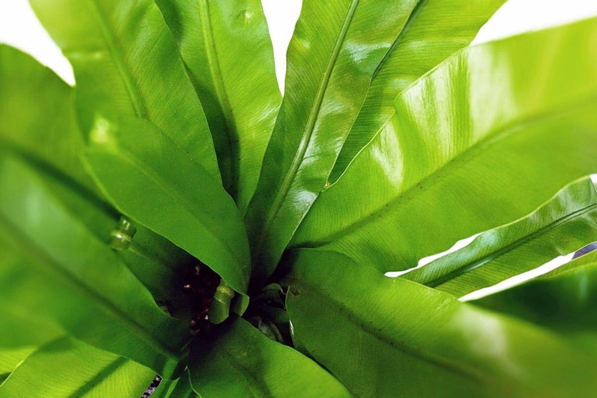 Bird's Nest Fern - Scandinavian