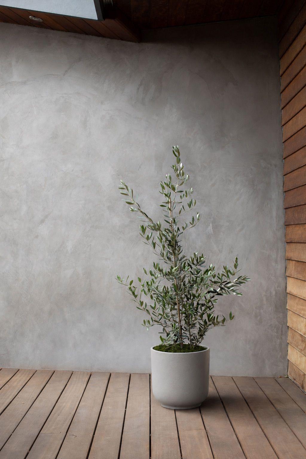 Olive Bush