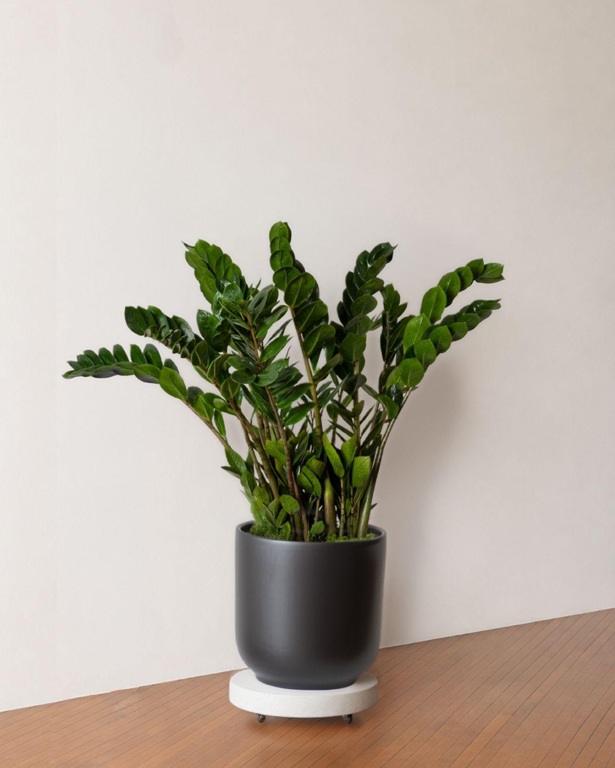 Large Rolling Plant Stand