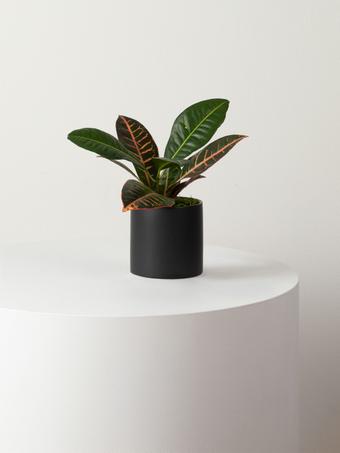 indoor plants picture