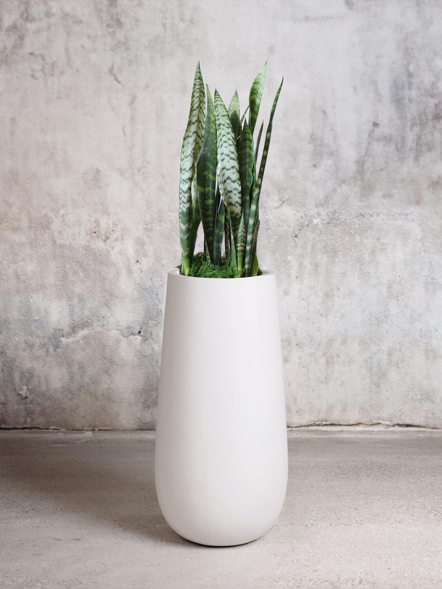 Black Coral Snake Plant - White Flute Pot 