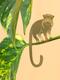 Plant Animal - Tamarin