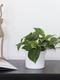 Kaskadierende Pothos
